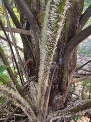 Cyathea
