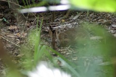 Sylvilagus palustris