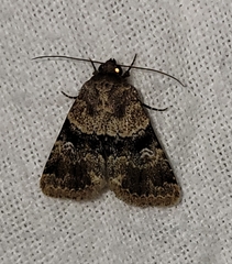 Properigea continens