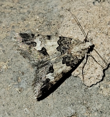 Drasteria sabulosa