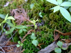 Neottia cordata
