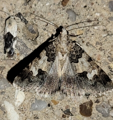 Drasteria sabulosa