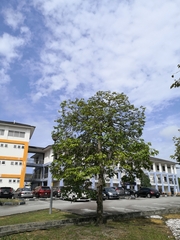 Hopea odorata