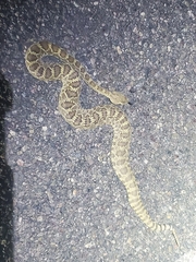 Crotalus scutulatus