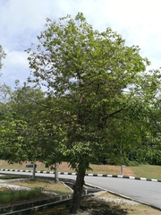 Hopea odorata