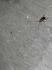 Parcoblatta pennsylvanica