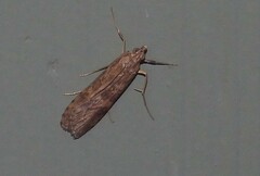 Nomophila nearctica
