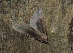 Hypena baltimoralis