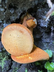 Tricholomopsis