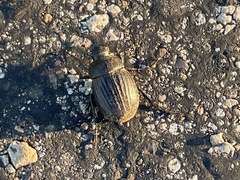 Phyllophaga cribrosa