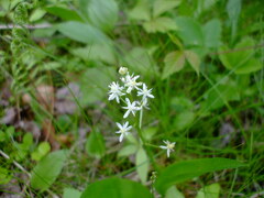 Maianthemum trifolium