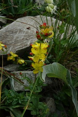 Hypericum linarioides