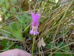 Arethusa bulbosa