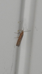 Elasmopalpus lignosella