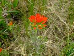 Castilleja coccinea