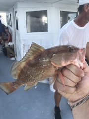 Epinephelus morio