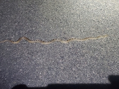 Pituophis catenifer affinis