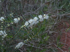 Hypocalymma angustifolium