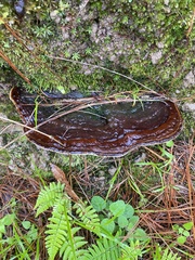 Ganoderma