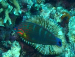 Halichoeres melanurus