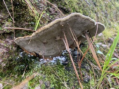 Ganoderma
