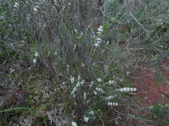 Hypocalymma angustifolium