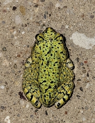 Anaxyrus debilis