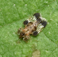 Tingidae