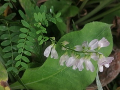 Vicia sylvatica