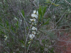 Hypocalymma angustifolium