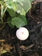 Leucoagaricus leucothites