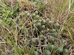 Petrosedum forsterianum