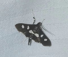 Desmia funeralis