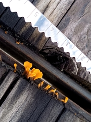 Dacrymyces spathularia