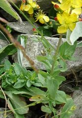 Hypericum linarioides