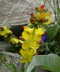 Hypericum linarioides