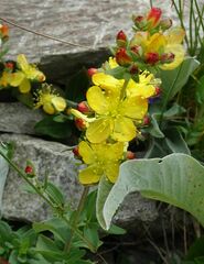 Hypericum linarioides