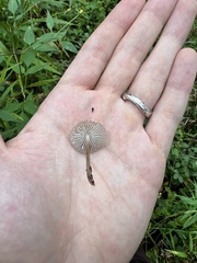 Mycena maculata