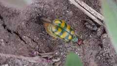 Diabrotica balteata