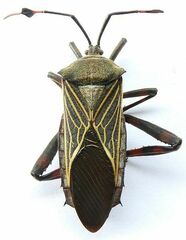 Pachylis neocalifornicus