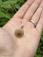 Mycena maculata