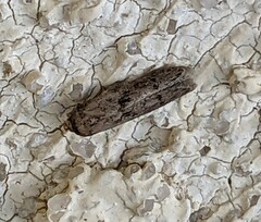 Pigritia