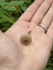 Mycena maculata