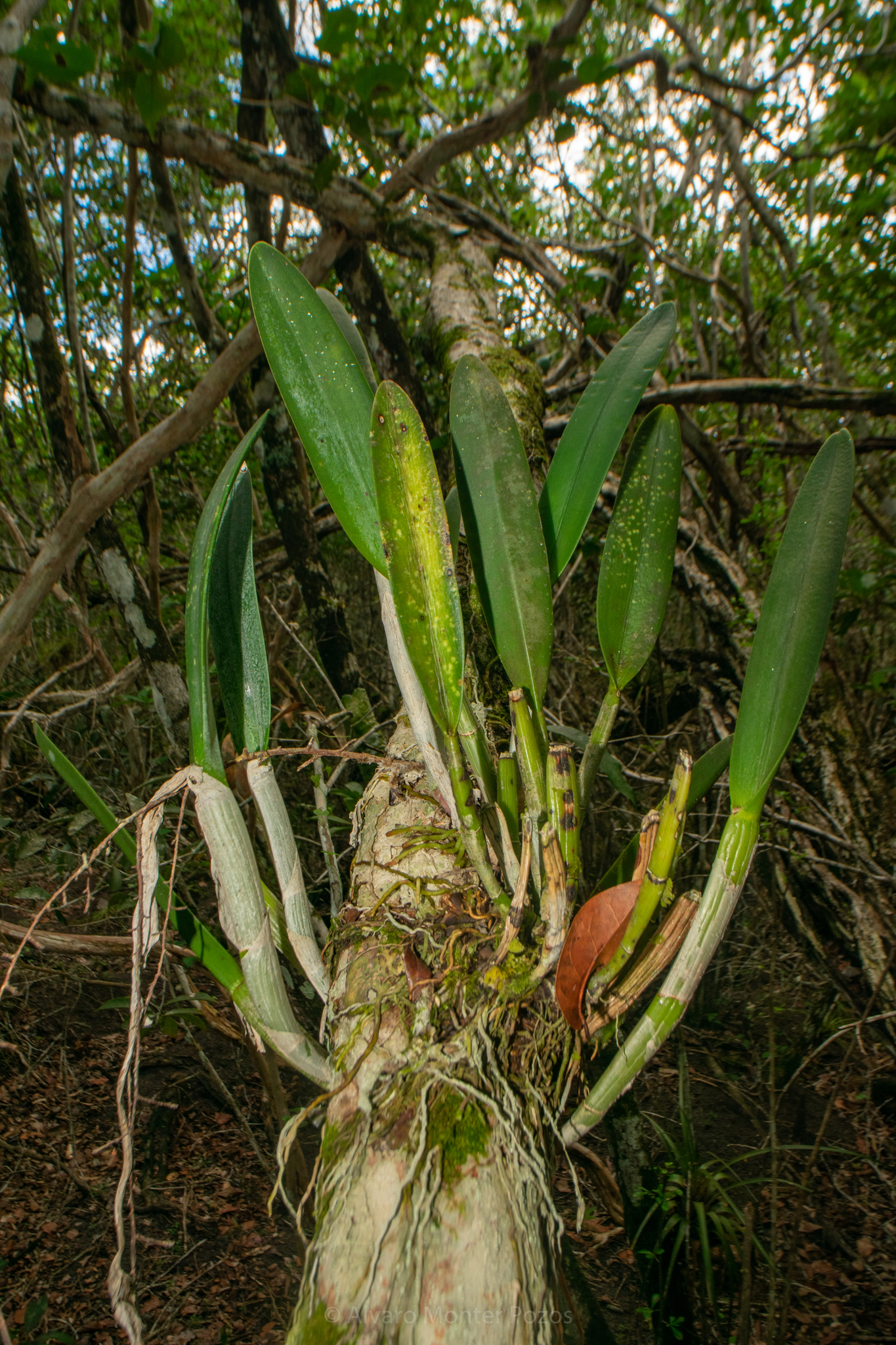 Brassavola digbyana Lindl. 4