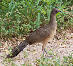 Ortalis vetula