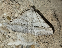 Digrammia pallorata