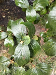 Viburnum carlesii