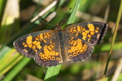Phyciodes cocyta