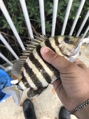 Archosargus probatocephalus