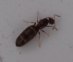 Brachymyrmex